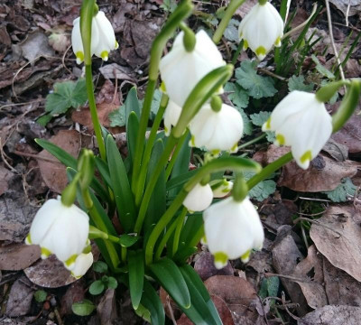 _20170305_214748.JPG