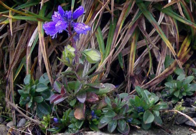 Polygala_calcarea_Liliet_2006-11-19.JPG