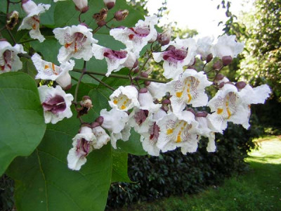 Catalpa_speciosa1.jpg