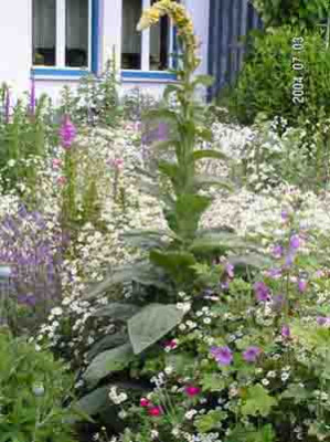 Verbascum1.jpg