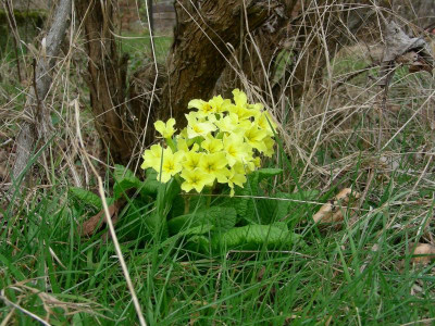 Primula veris DSCN8959.JPG