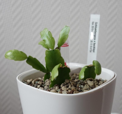 Schlumbergera x buckleyi - 6.03.2017.jpg