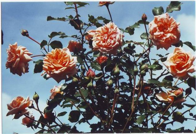 GroenanderungApricot_Glow.jpg