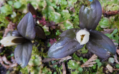 Trillium nivale ...   6.3.17 005.jpg