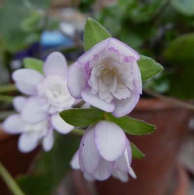 'Koshino Maboroshi' ...   6.3.17 031.jpg