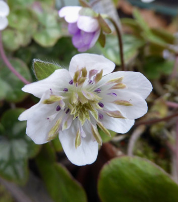 'Ruyokurei'  ...  6.3.17 024.jpg