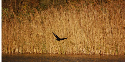 Schatten-Kormoran.jpg