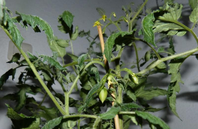 Green Tiger.jpg