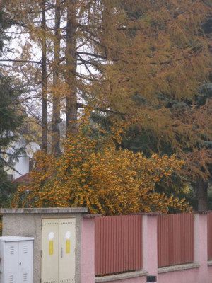2006-11_larix_und_pyracantha.JPG