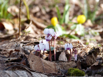 2017-03-05 Cyclamen coum 1.jpg