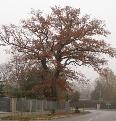 2006-11_eiche.JPG