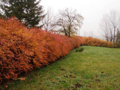 2006-11_spirea_vanhouttei_rot.JPG
