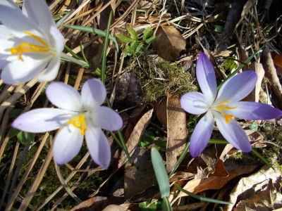 2017-03-04 13.10.30.jpg
