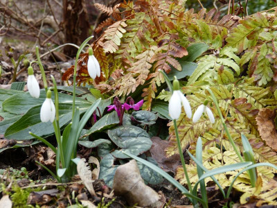 2017-03-05 Cyclamen coum 'Marianne'.jpg