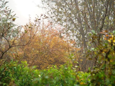 2006-11_spirea_vanhouttei_gelb.JPG