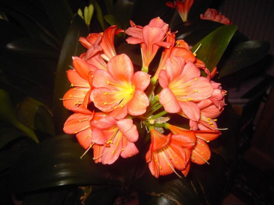 PICT1558.JPG