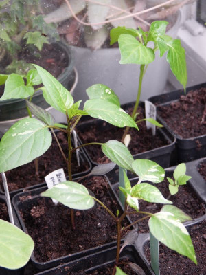 2017-03-06 Chili 'Variegata'.jpg