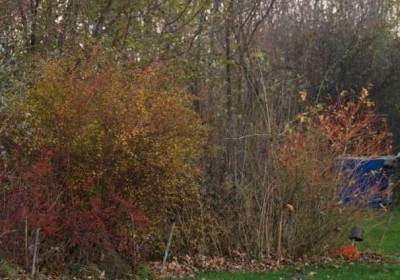 cotoneaster_sp-spirea_vanhouttei-rosa_rubiginosa-cornus_sanguinea_midwinter_beauty-berberis_admiration.jpg