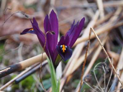 Iris reticulata 'J.S. Dijt' P1010057.JPG