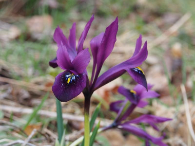 Iris histrioides George P1010052.JPG