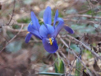 Iris riticulata [ALDI] P1010056.JPG