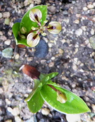Scoliopus hallii  ...  7.3.17 001.jpg