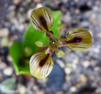 Scoliopus hallii  ...  7.3.17 003.jpg