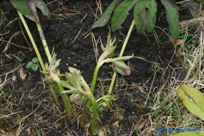 comp_DSC06249.jpg