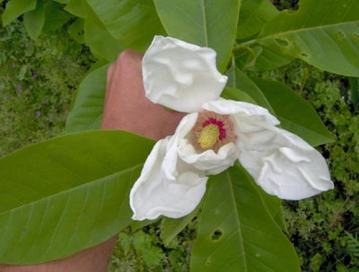 magnolia_wieseneri_f.JPG