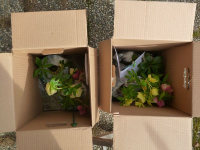 Hellis Ashwood Verpackung.jpg