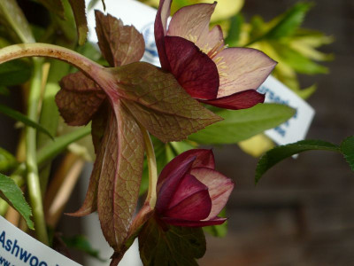 Helleb.Single apricot streaked.jpg