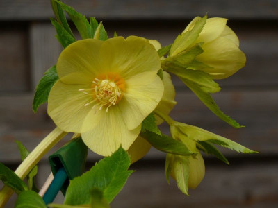 Helleb.Yellow gold nectaries.jpg