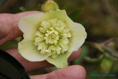 H.o.Anemone gelb.jpg