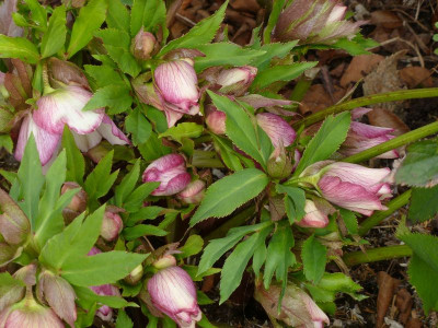 Helleb.Rosenknospen.jpg