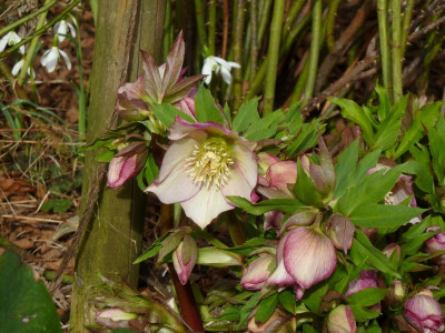 Helleb.Rosenknospen 2.jpg