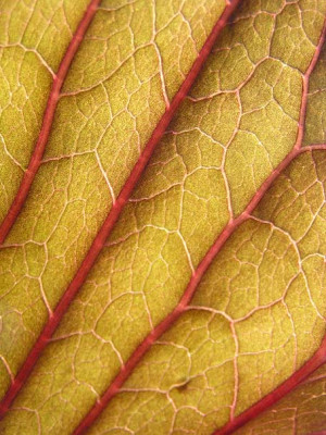 ligularia_dentata_desdemona_adern.jpg