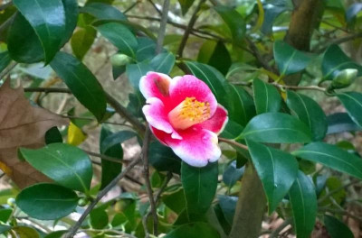 WP_20170307_010 Camellia japonica Tama No Ura.jpg