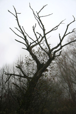 Novembernebel-1a.jpg