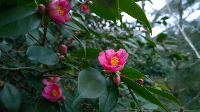 WP_20170307_022 Camellia rosaeflora.jpg