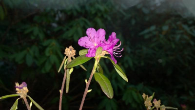 WP_20170307_015 Rhododendron dauricum Midwinter.jpg