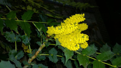 WP_20170307_029 Mahonia napaulensis.jpg