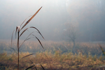 Novembernebel-12.jpg