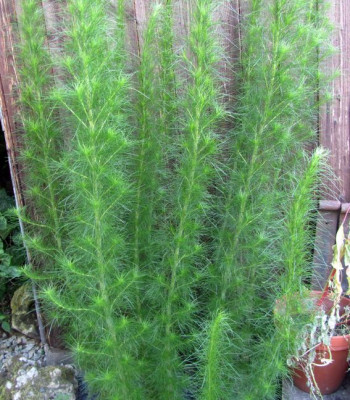 Seltsamfenchel.jpg