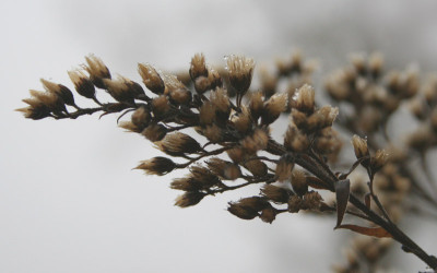 Novembernebel-22-a.jpg
