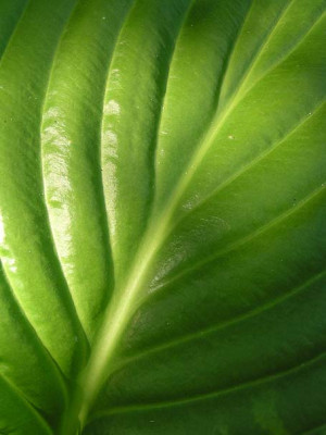 hosta_gruen_nerven.jpg