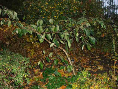 sinowilsonia2.jpg
