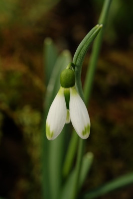 G.Fieldgate Forte 8.3..JPG