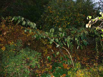 sinowilsonia3.jpg