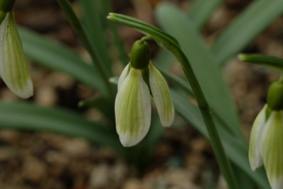 G.grüner Splitter 8.3..JPG