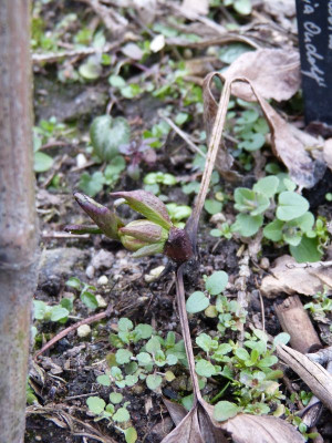 2017-03-08 Helleborus 'Anja Oudolf'.jpg